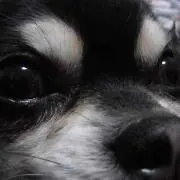 Mochaの画像