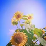 ひまわりの画像