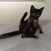 ケイ