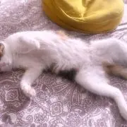 ぬこの画像