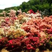 百の花の画像