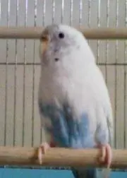 しんちゃん