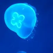 ゆるくらげ(24時間以内発送)の画像