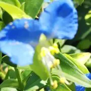 ふうこの画像