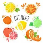Citrusの画像