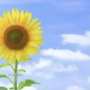 あやの画像