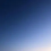 鳥の画像