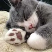 ちゃる。の画像