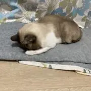雅の画像
