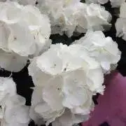 Raineの画像