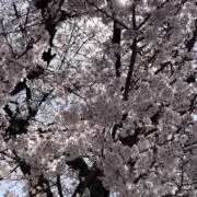 24時間以内に発送いたしますの画像