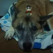 HANA