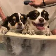 HARUの画像