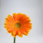 おた