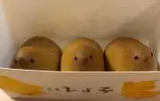 ひよこプロフ見てください！の画像