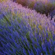 えつ■値下げ依頼はご遠慮ください■の画像