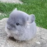 たけの画像