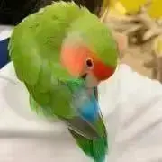 ゆゆ