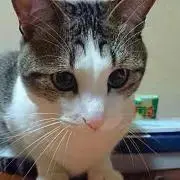 えりんの画像