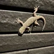 T- REXの画像