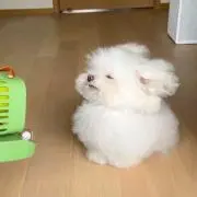 わかなの画像