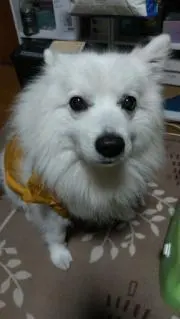 くうくう