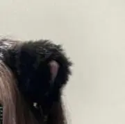まの画像