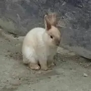 いそべえ