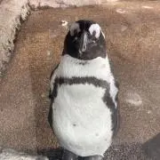 坂の画像