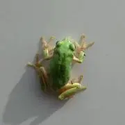 moguの画像