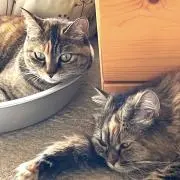 ウメとテテの画像