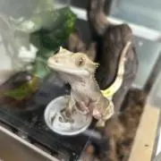 Nateの画像