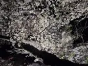 シオの画像