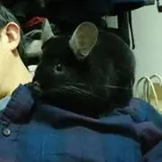 クロノスケの画像