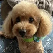 ⚠️プロフ必読‼️⚠️カール大好き❤️の画像
