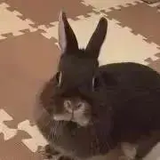 めちゃくちゃ安い物あります！プロフ必読の画像