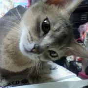 あんこ