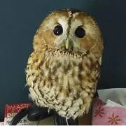 まりの画像