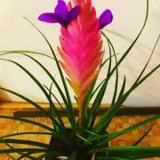 Biancaの画像