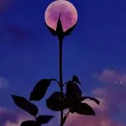 ぷーぷりの画像