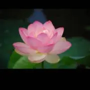 ちょこちゃんの画像