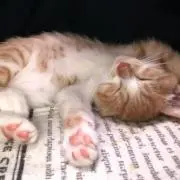 あお