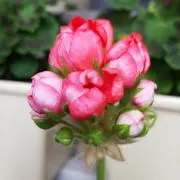 バルト