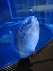 にとりの画像