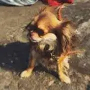 チワワ