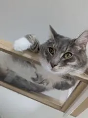 ON4の画像