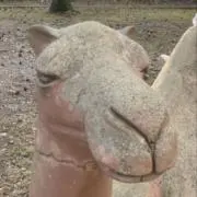 CAMELの画像