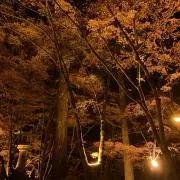 ジーコの画像