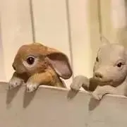 みかんちゃん