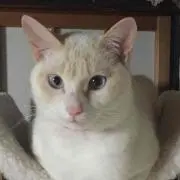 まゆ